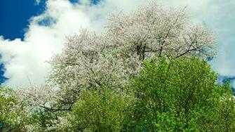 Nature Spring Desktop Wallpaper For Widescreen HD And Mobile