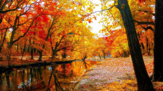 Autumn Trees Wallpaper