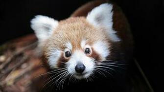 Red Panda Face Wallpaper