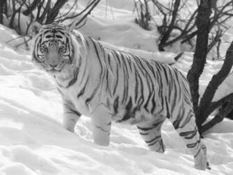 The White Tiger Wallpaper Desktop
