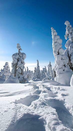Winter Snow Landscape iPhone Wallpaper Background And