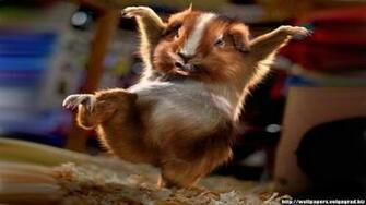 Humor Wallpaper Cute Animal Desktop Background