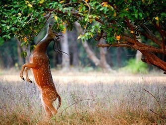 Deer Image HD Wallpaper Desktop Background For
