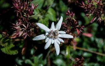Edelweiss Wallpaper By Tyc01101