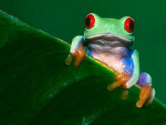 Wallpaper Animal High Definition