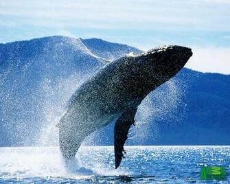 Whales Wallpaper