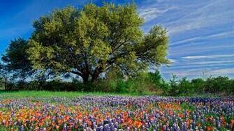 Texas Desktop Wallpaper HD Background Of Your Choice