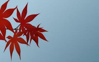 Red Leaf Wallpaper