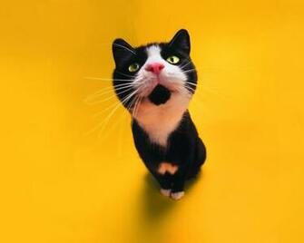 Black And White Cat Wallpaper1600x1280 Wallpaper Screensaver