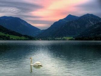 Swan Wallpaper HD Pictures One Background