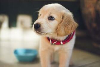 Adorable Puppy Pictures Image Of Puppies