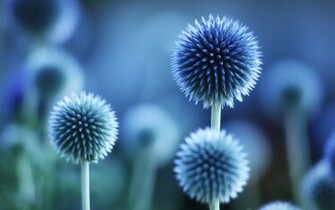 Blue Flowers Wallpaper HD