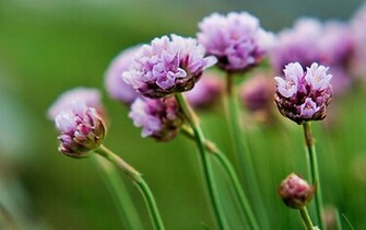 Wildflowers Wallpaper