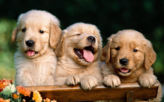 Dog Wallpaper