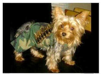 Attack Yorkie Wallpaper Desktop Background
