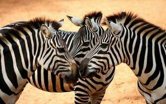 Zebra Wallpaper