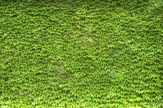 Ivy Wallpaper Photo Sharing