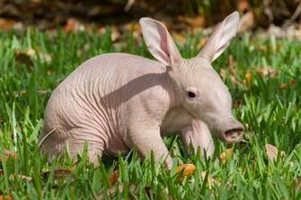 Animal Anteater HD Wallpaper Wallpaperpick