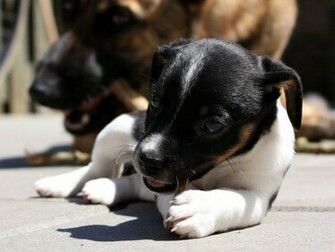 Jack Russell Wallpaper Fun Animals Wiki Videos Pictures Stories
