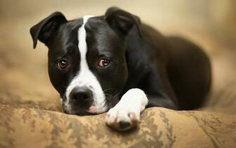 Wallpaper Puppy Amstaff Dogs Glance Animals