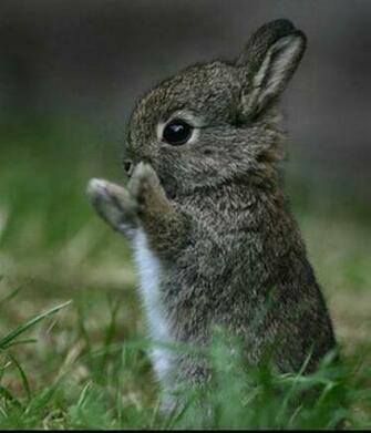 Bunny Baby Photo Fanclubs