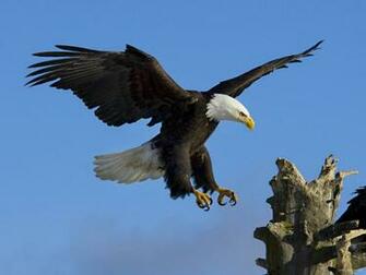 Eagle Wallpaper