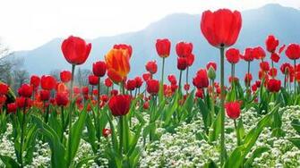 Tulips Flower Plantation High Definition Wallpaper HD