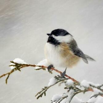 Winter Birds