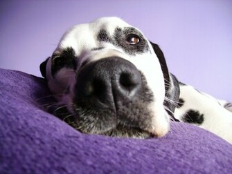 Dalmatians My Dalmatian
