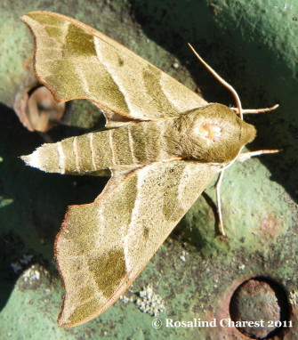 Virginia Creeper Sphinx Darapsa Myron Wallpaper