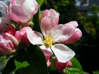 Browse And Share Apple Blossom Pics Image Wallpaper On ImgHD Net