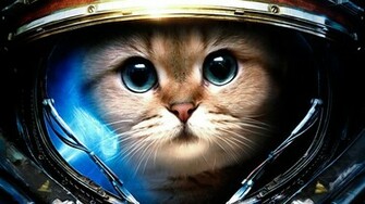 Cats Desktop Background Wallpaper High Definition Quality