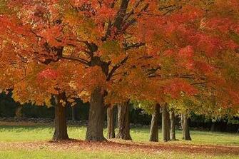 Maple Trees In New England Autumn Wallpaper Wall Mural Self Adhesive