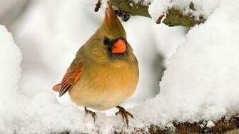 Snow Bird Wallpaper Hq Desktop HD4desktop