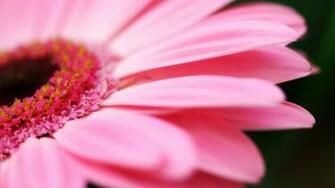 Pink Flower Petals Desktop Pc And Mac Wallpaper