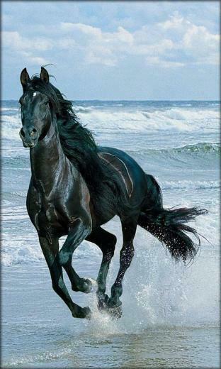 Horse Mustang Wallpaper Live