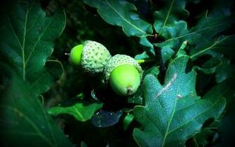 Acorns Wallpaper
