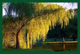 Wonderful Weeping Willow Wallpaper