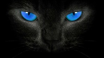 Black Cat Blue Eyes Wallpaper HD Widescreen Animals Photo