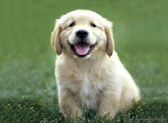 Golden Retriever Puppy Wallpaperdesktop Wallpaper