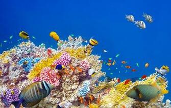 Underwater Fish Ocean Coral Reef Wallpaper Photos Pictures