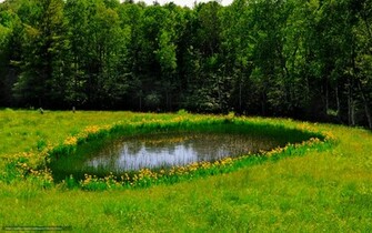 Wallpaper Field Forest Pond Nature Desktop