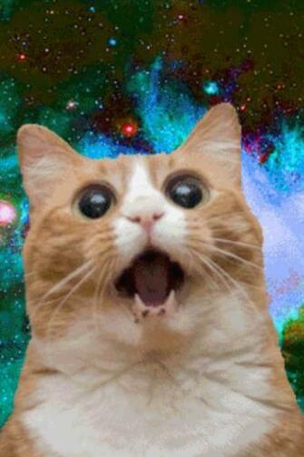 Galaxy Cat