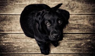 Black Labrador Pictures Image