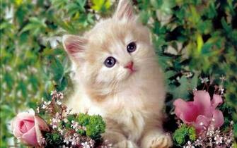 Cute Kitten Kittens Wallpaper