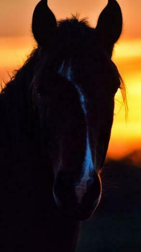 Wallpaper Equine Animal Horse Muzzle Dark Animals