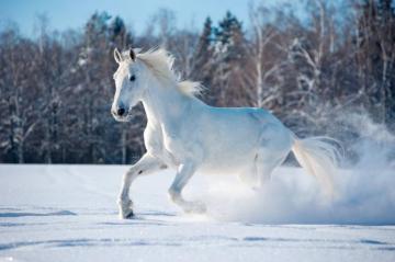 Winter Snow Nature Landscape Horse Wallpaper