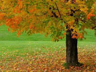 HD Fall Screensavers Wallpaper
