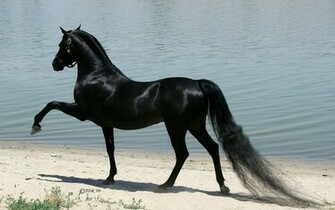 All Wallpaper Beautiful Horse HD