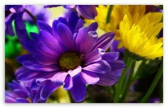 My Flowers HD Wallpaper For Standard Fullscreen Uxga Xga Svga